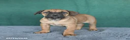 South African Boerboels dogs for sale: Amber - Ad 3