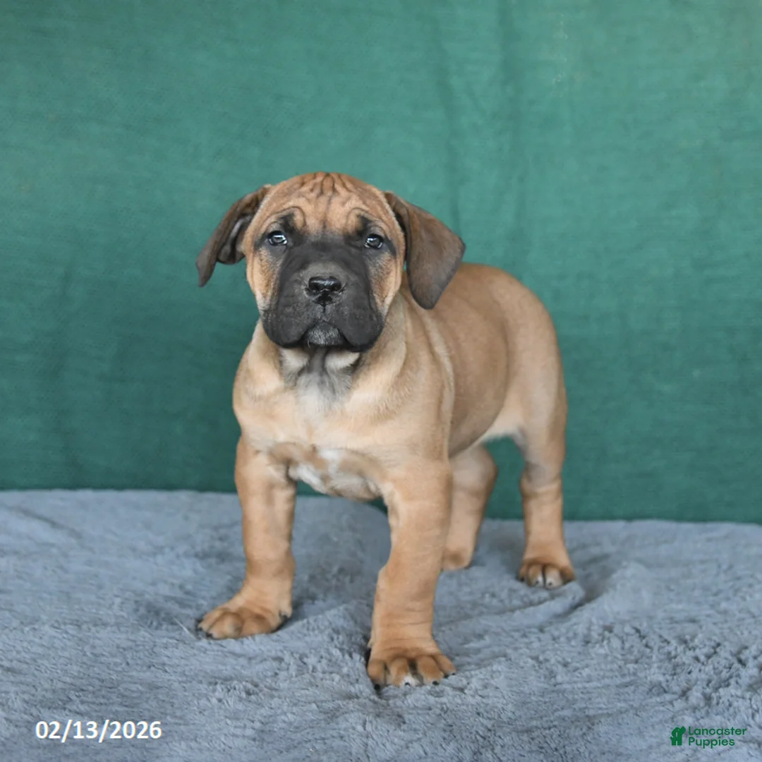South African Boerboels dogs for sale: Amber - Ad 3