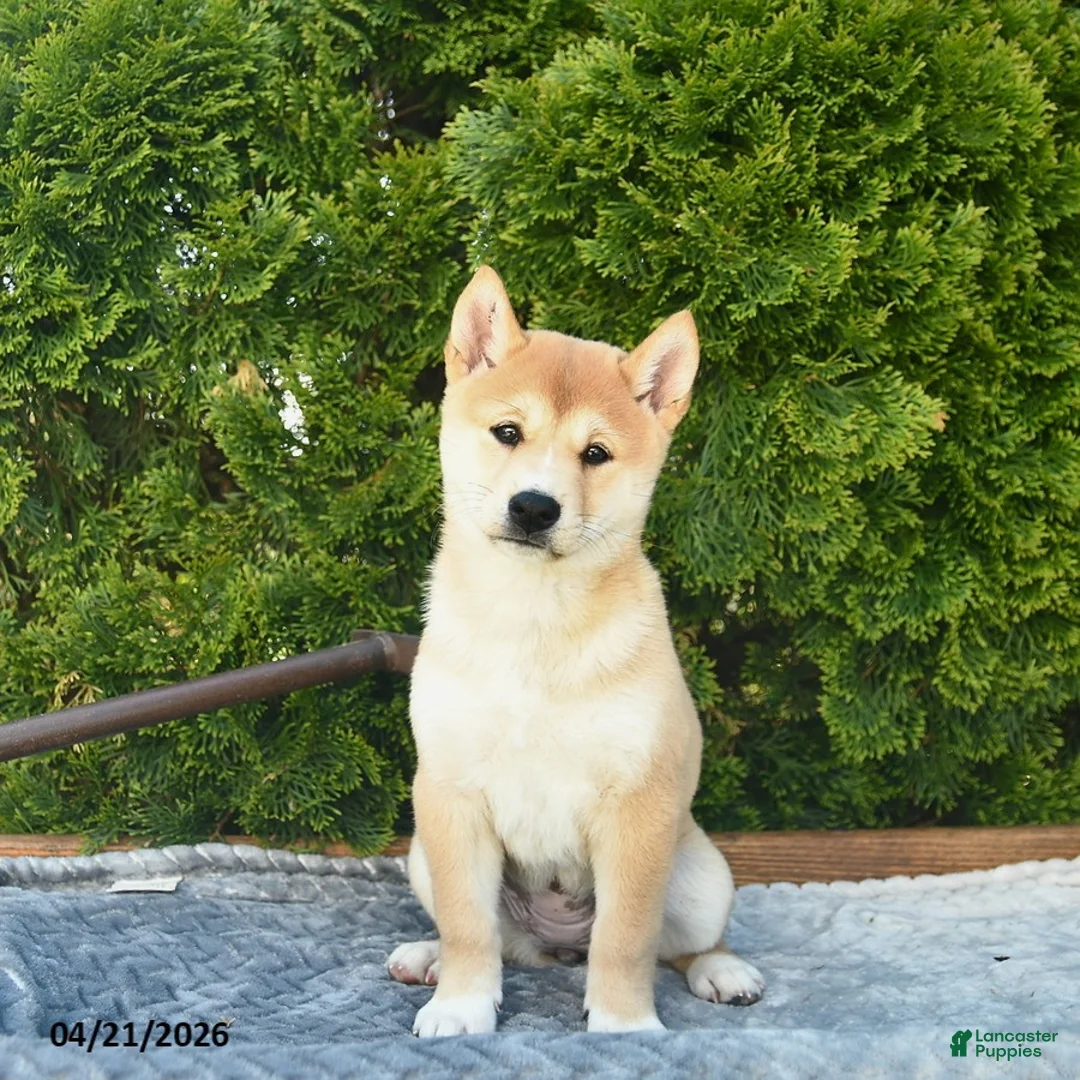 Shih Tzu dogs for sale: Blondie - Ad 2