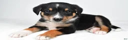 Mixed Breed dogs for sale: J.J - Ad 8