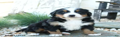 Wiggles