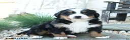 Bernese Mountain Dog dogs for sale: Wiggles - Ad 1