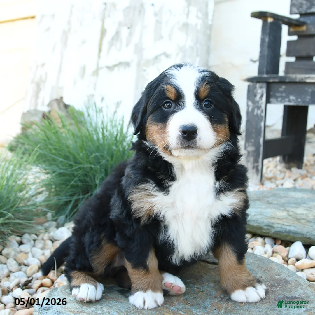 Bernese Mountain Dog dogs for sale: Wiggles - Ad 1