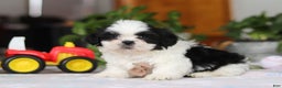 Shih Tzu dogs for sale: Gordon - Ad 1