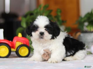 Shih Tzu dogs Gordon - Ad 8