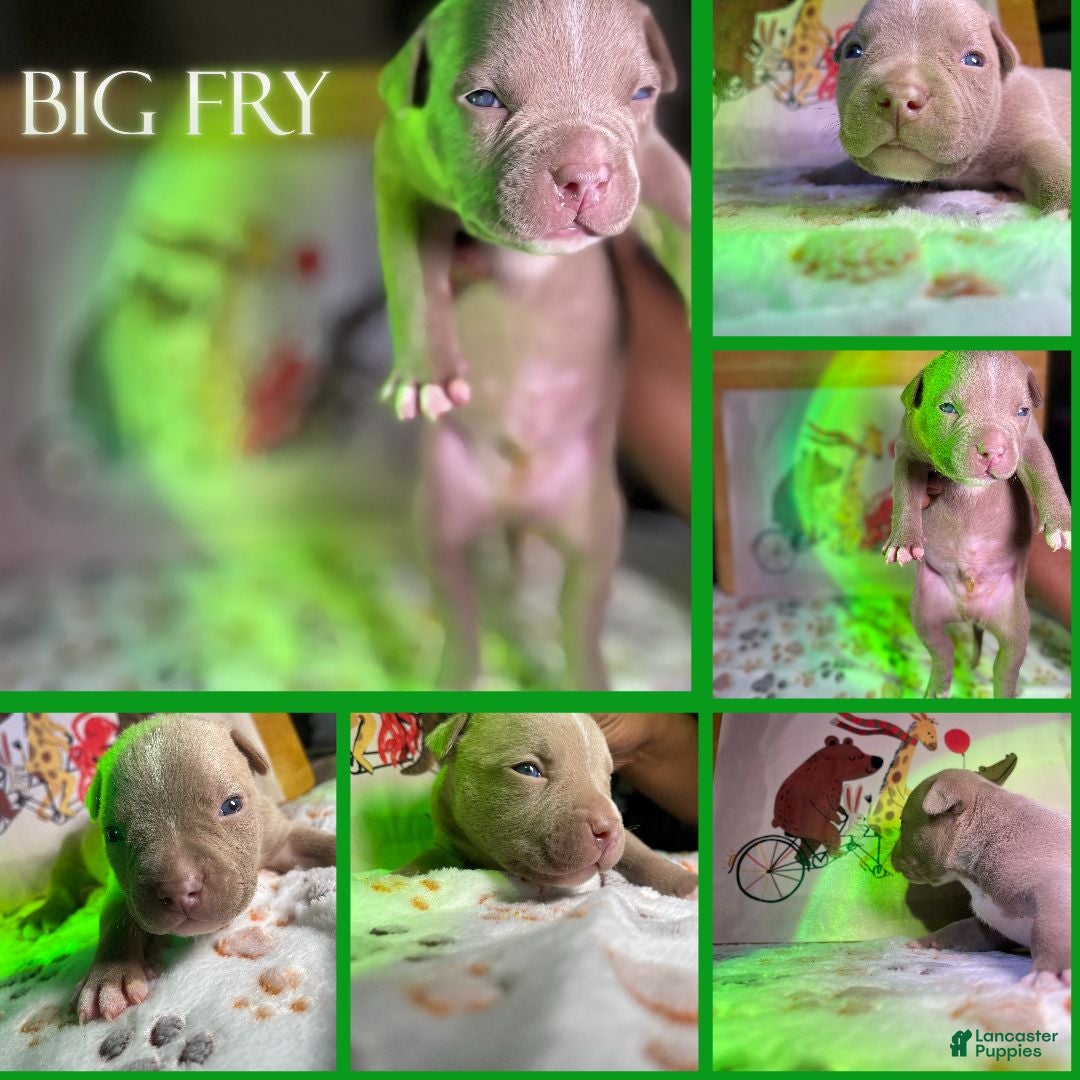 American Bully dogs Big Fry - Ad 3