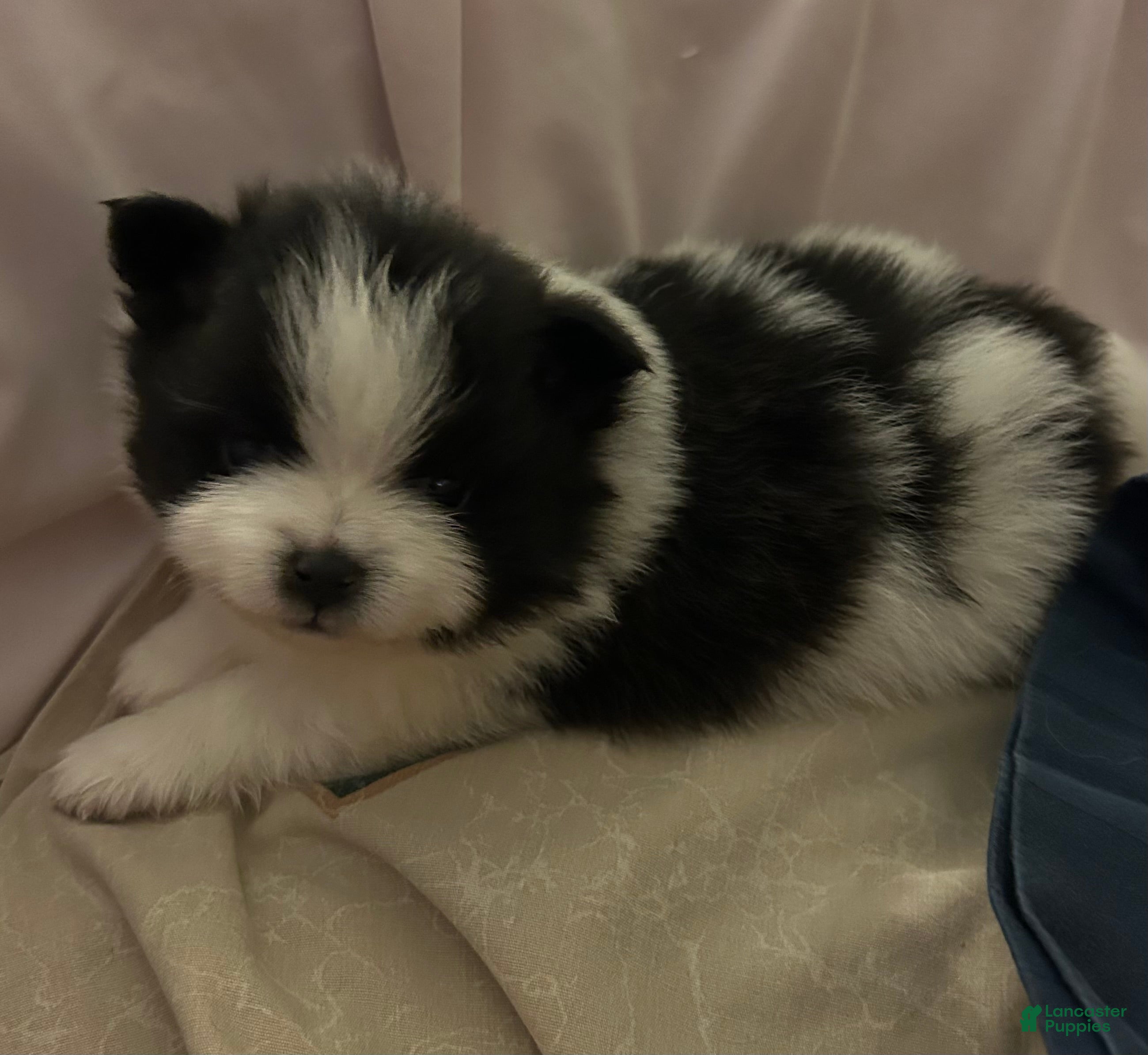 Pomeranian dogs Pomeranian Puppy 1 - Ad 2