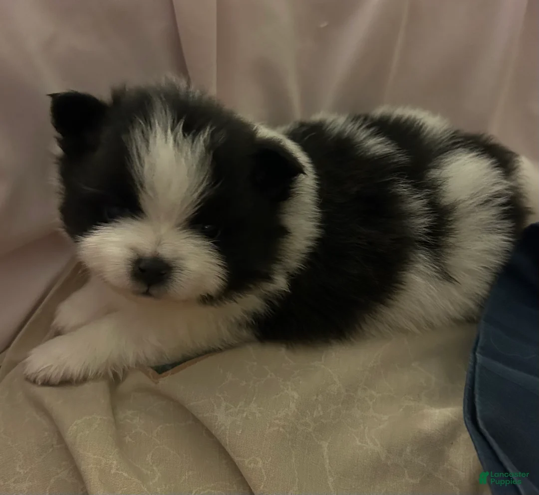 Pomeranian dogs for sale: Pomeranian Puppy 1 - Ad 2