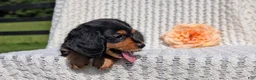 Miniature Dachshund dogs for sale: Roxy - Ad 7