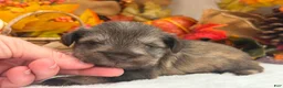 Miniature Schnauzer dogs for sale: Lexie Female 1 AKC Light Liver & Tan Mega Coat - Ad 2