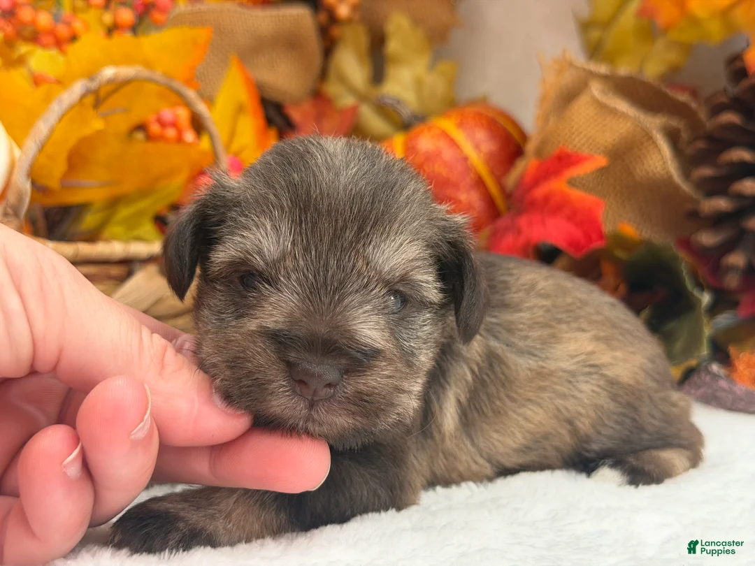 Miniature Schnauzer dogs for sale: Lexie Female 1 AKC Light Liver & Tan Mega Coat - Ad 2