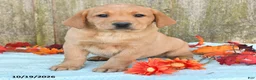 Labrador Retriever dogs for sale: Trudy - Ad 3