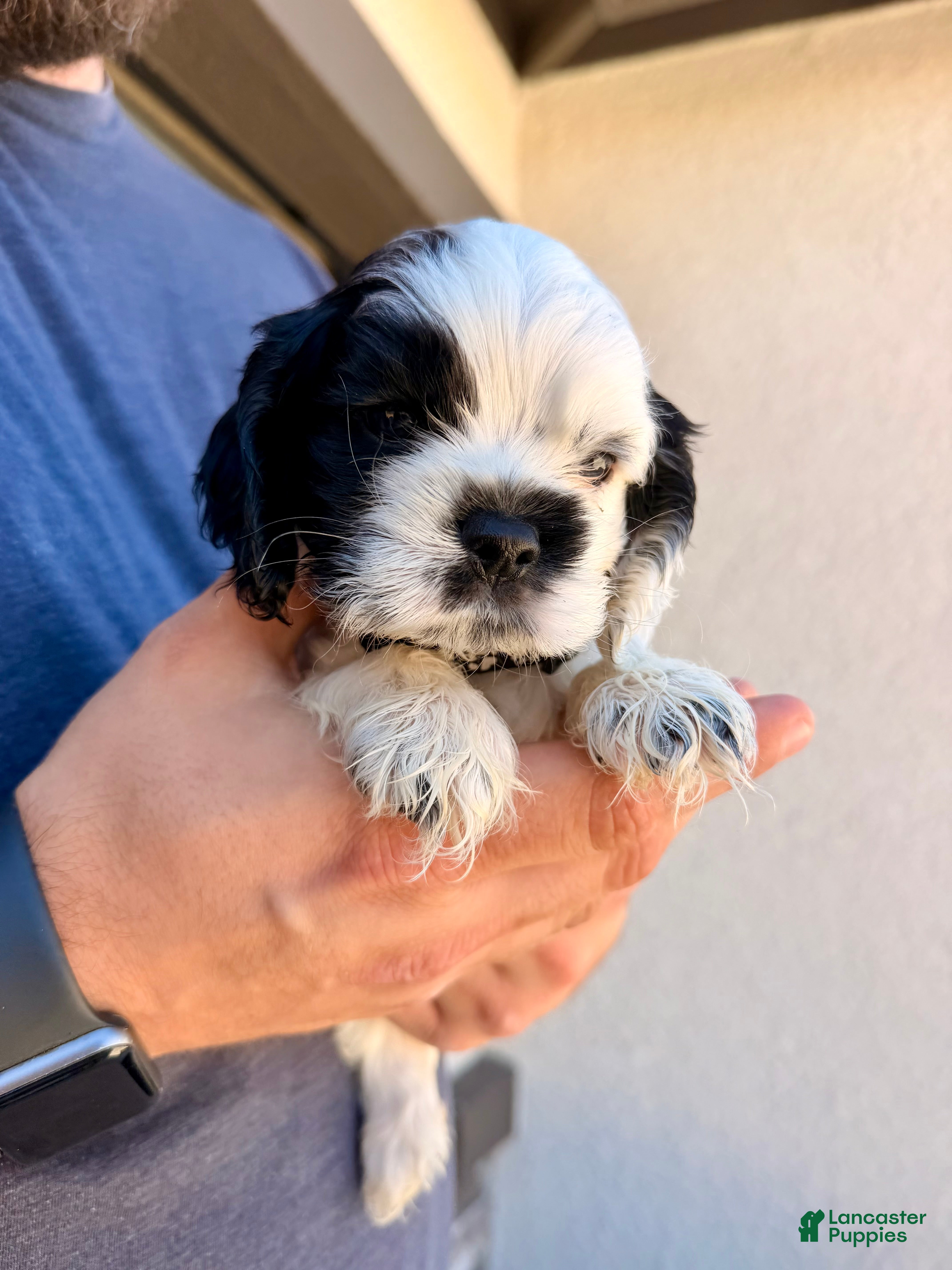 Cocker Spaniel dogs Kai - Ad 1