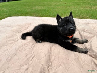 German Shepherd dogs - Ad 35