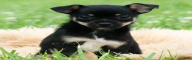 Pedro