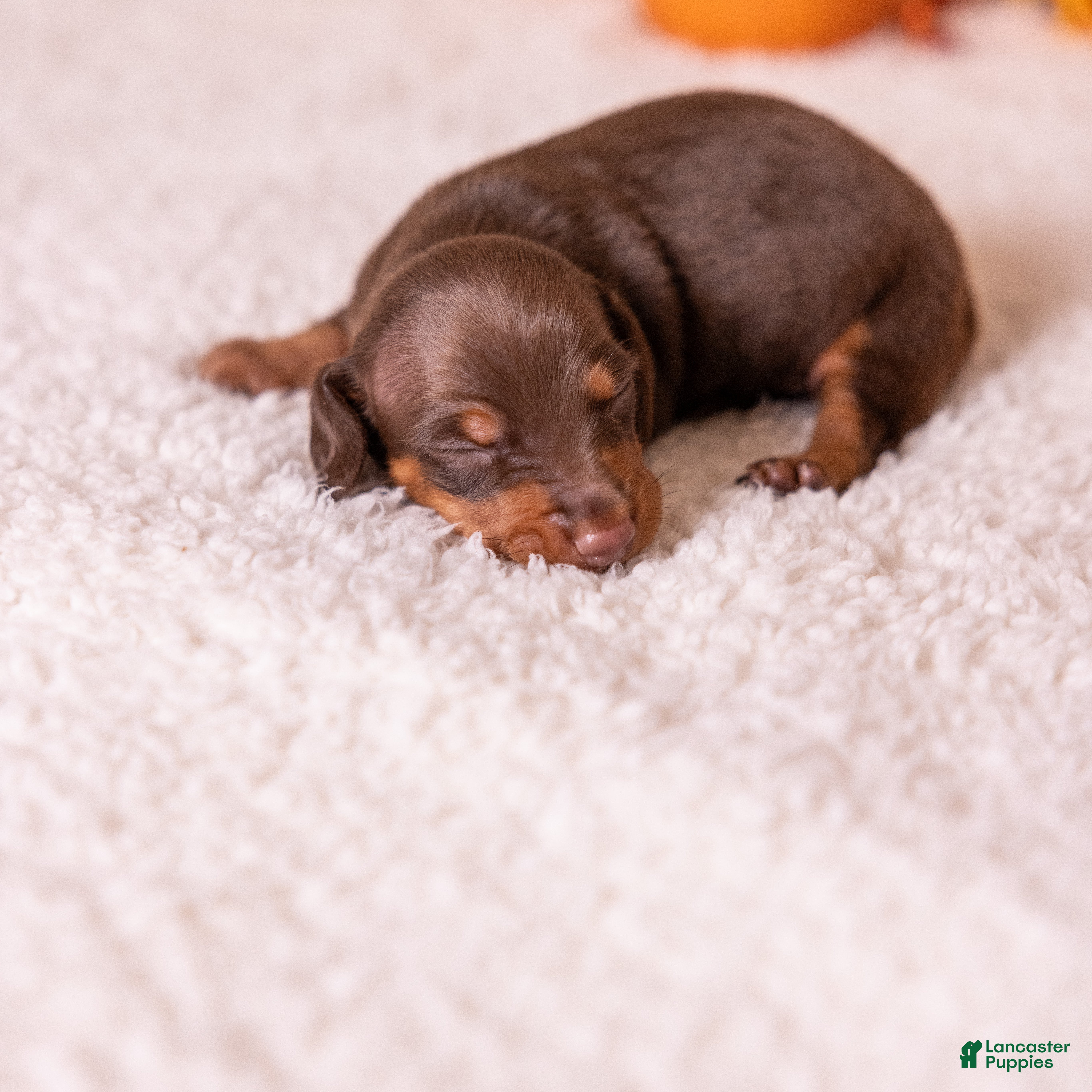Miniature Dachshund dogs Liam - Ad 1