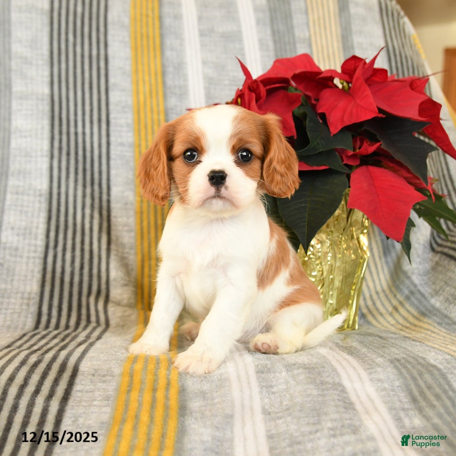 Cavalier King Charles Spaniel dogs Cupcake - Ad 11