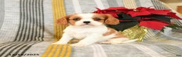 Cavalier King Charles Spaniel dogs for sale: Cupcake - Ad 1