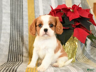 Cavalier King Charles Spaniel dogs Cupcake - Ad 16