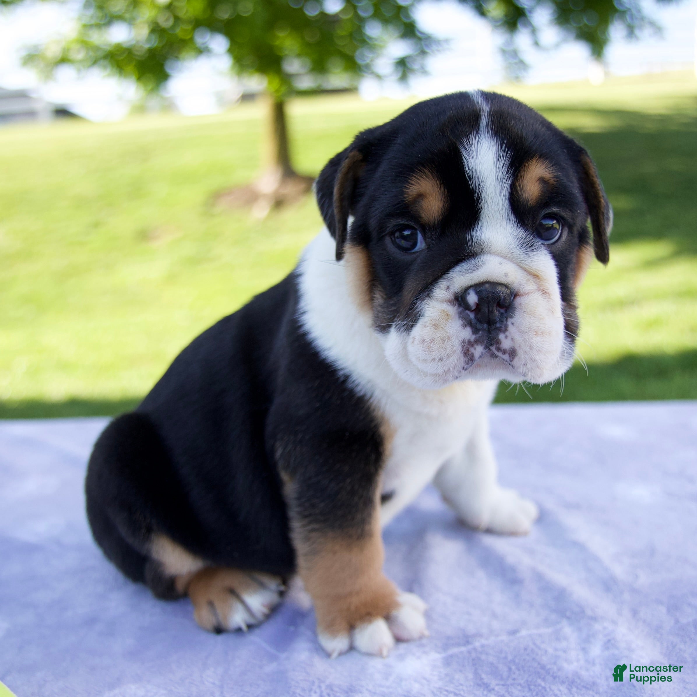 Beabull dogs for sale: Quinn - Ad 4