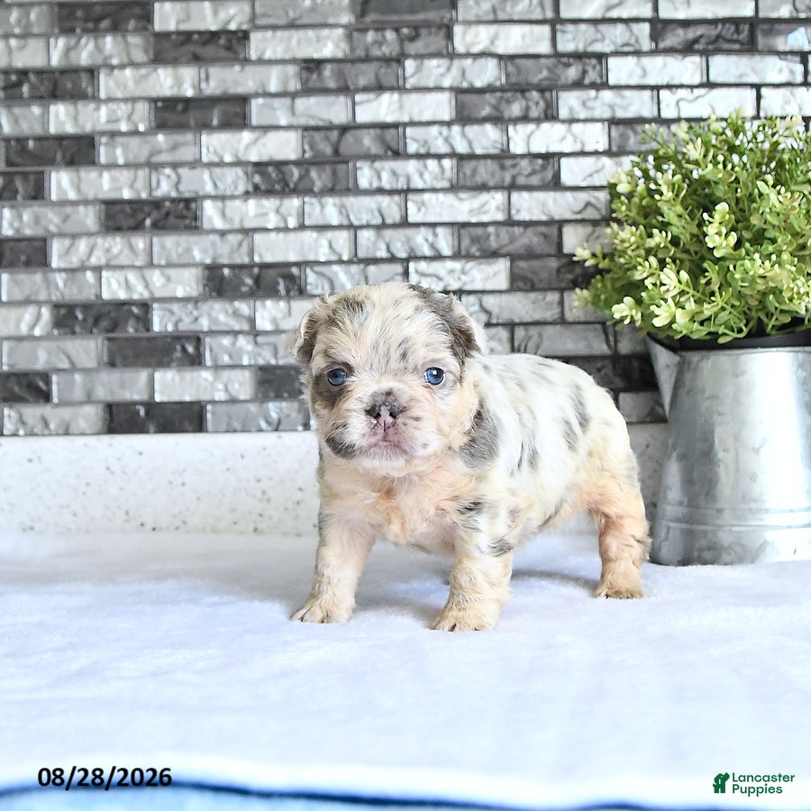 French Bulldog dogs Della - Ad 1