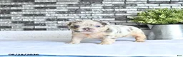 French Bulldog dogs for sale: Della - Ad 1