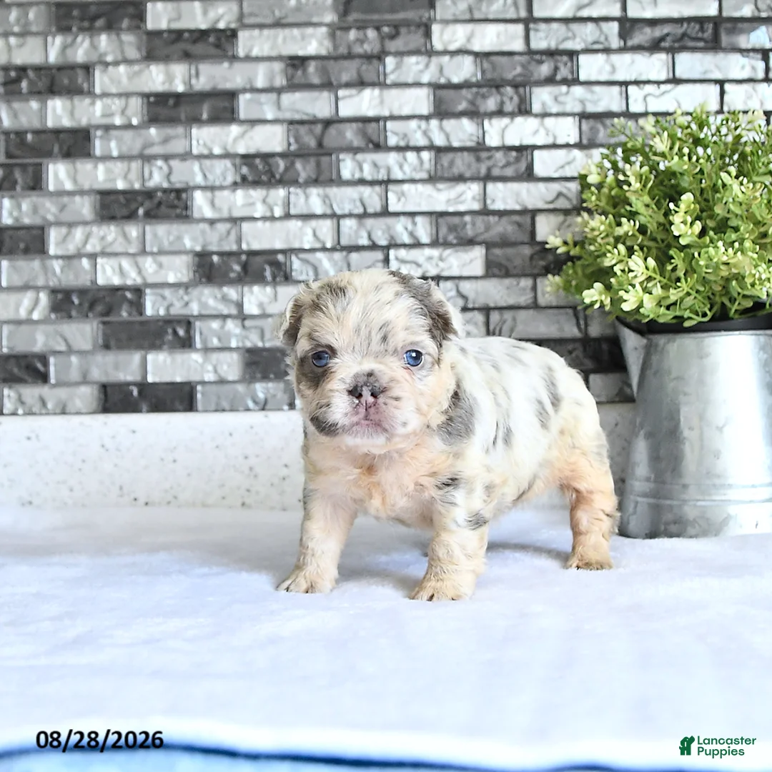 French Bulldog dogs for sale: Della - Ad 1