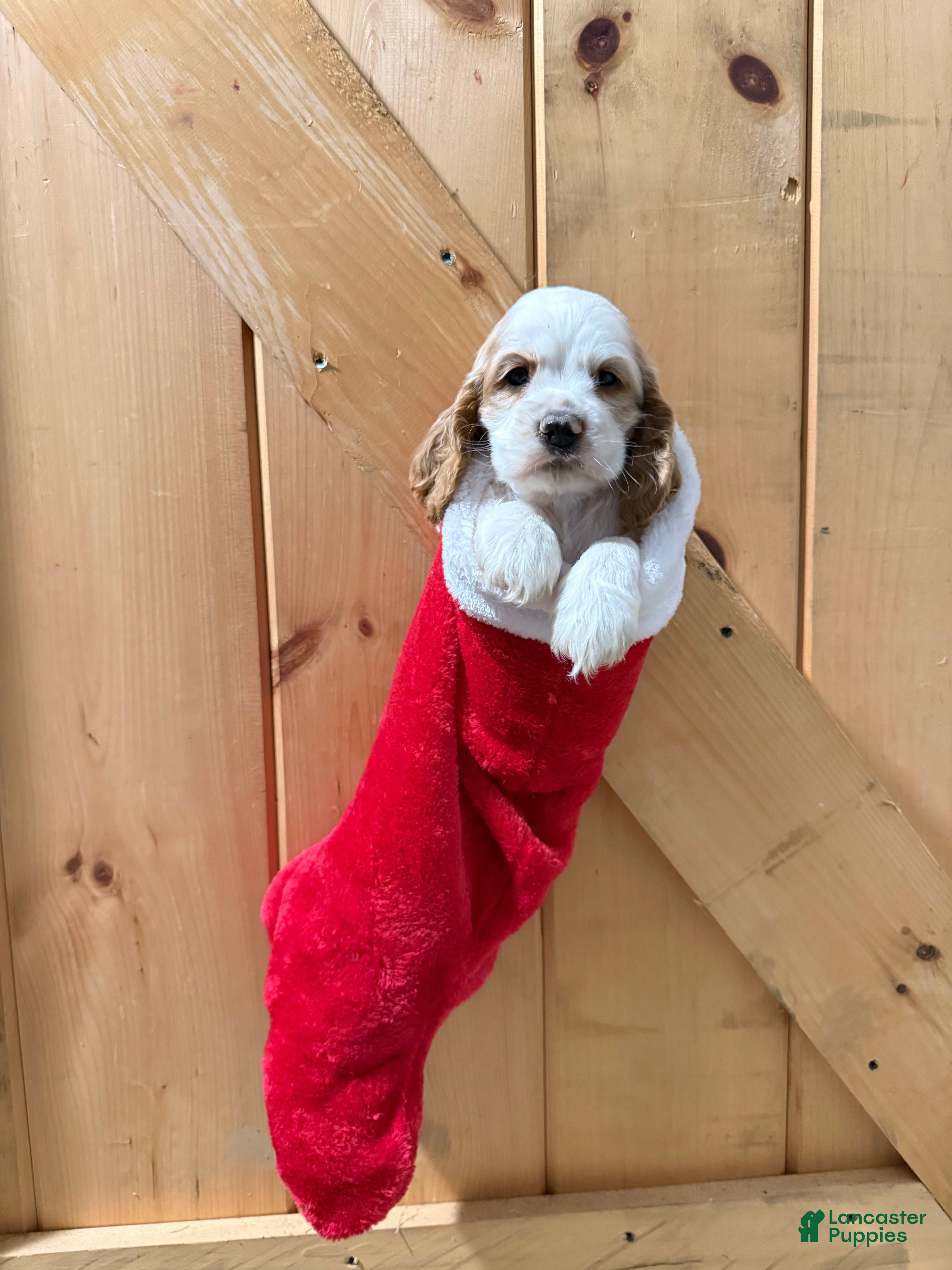 Cocker Spaniel dogs Doodle - Ad 34