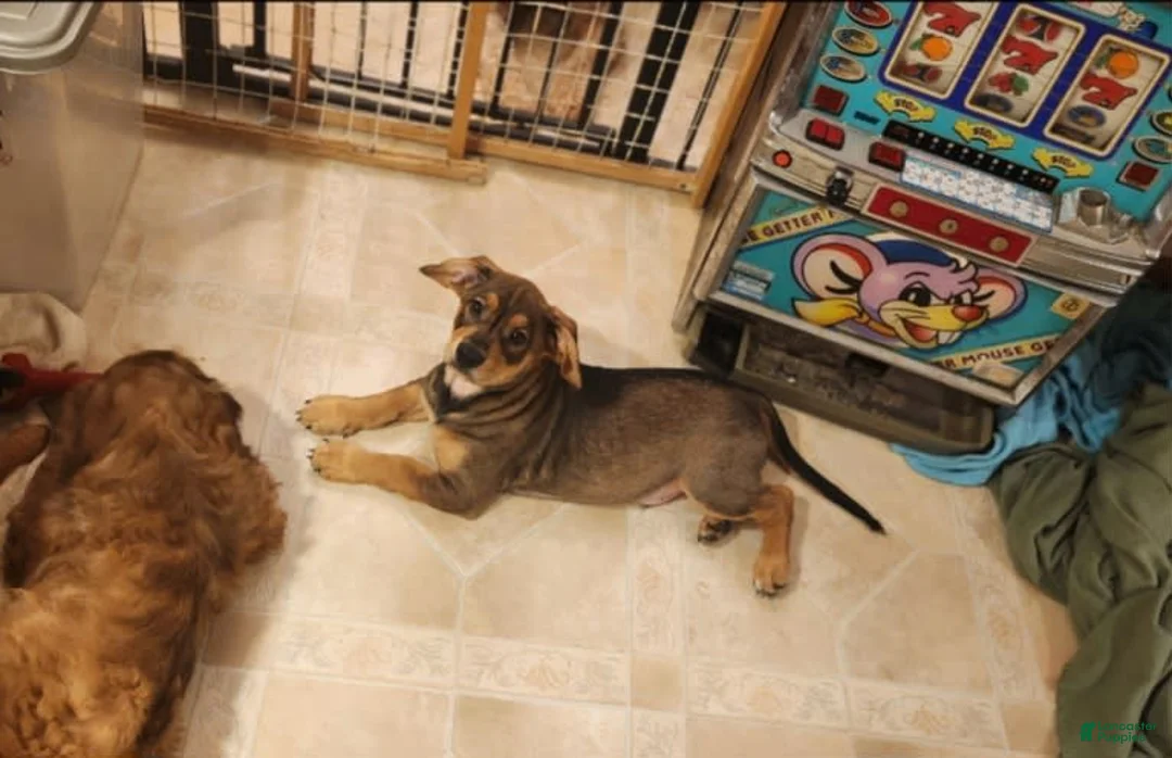 Gallery Image {{count}}