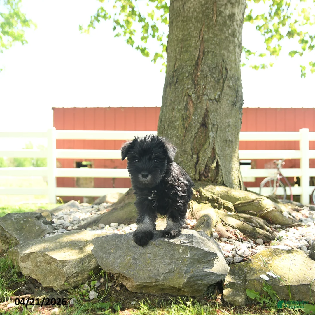 Miniature Schnauzer dogs for sale: Birdy - Ad 1