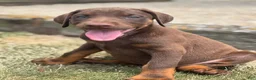 Doberman Pinscher dogs for sale: Athena - Ad 3