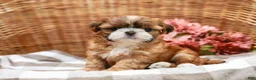 Shih Tzu dogs for sale: Arlan - Ad 3
