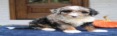 Milo 