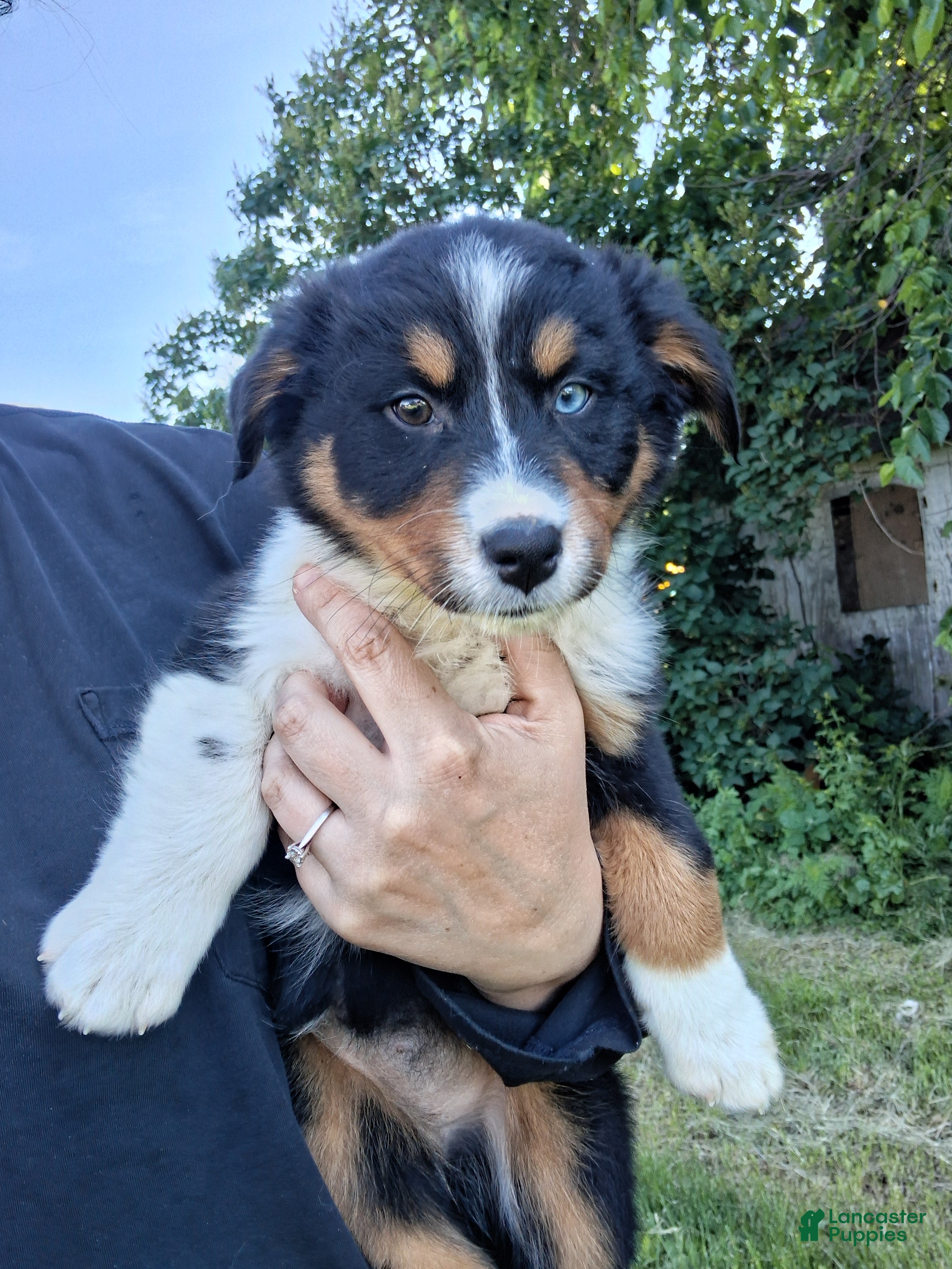 Australian Shepherd dogs Girl - Ad 41