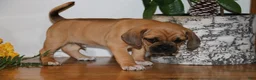 Puggle dogs for sale: Carter - Ad 2