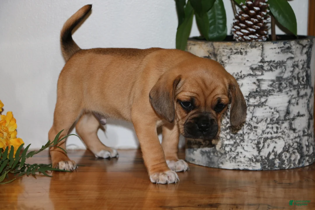 Puggle dogs for sale: Carter - Ad 2