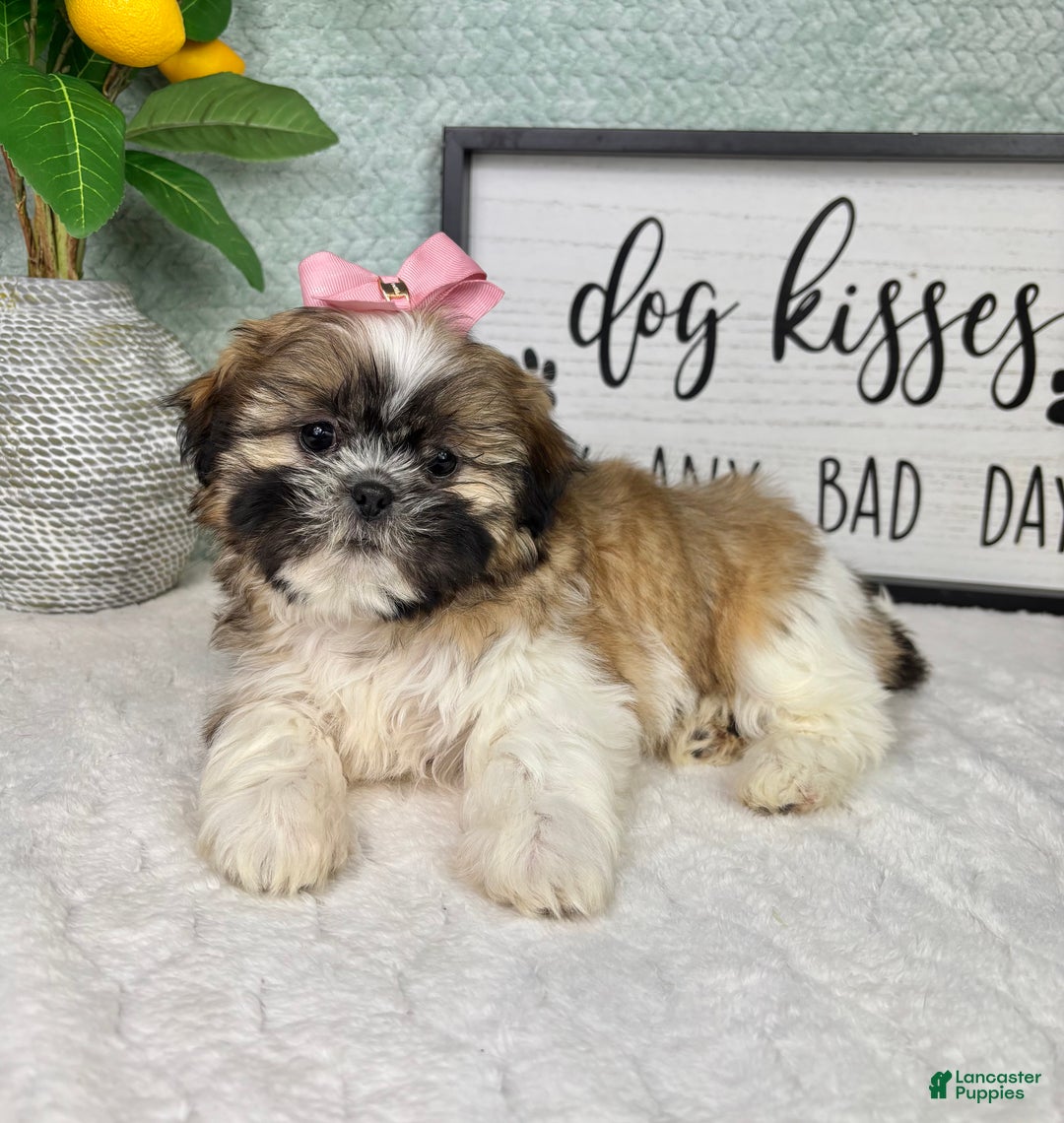 Shih Tzu dogs for sale: Sarah  - Ad 5