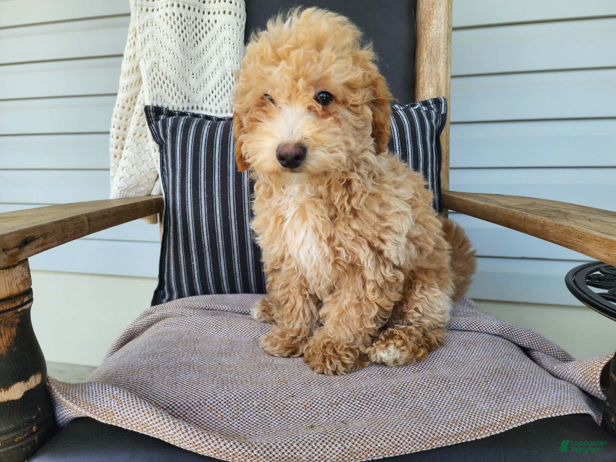 Mini Bernedoodle dogs Liam - Ad 13