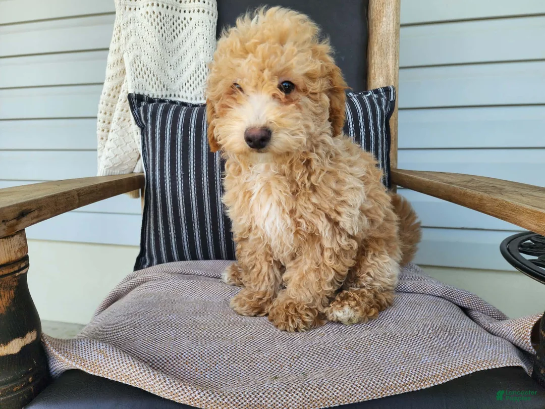 Mini Bernedoodle dogs for sale: Liam - Ad 1