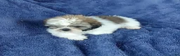 Shih Tzu dogs for sale: Willy - Ad 4