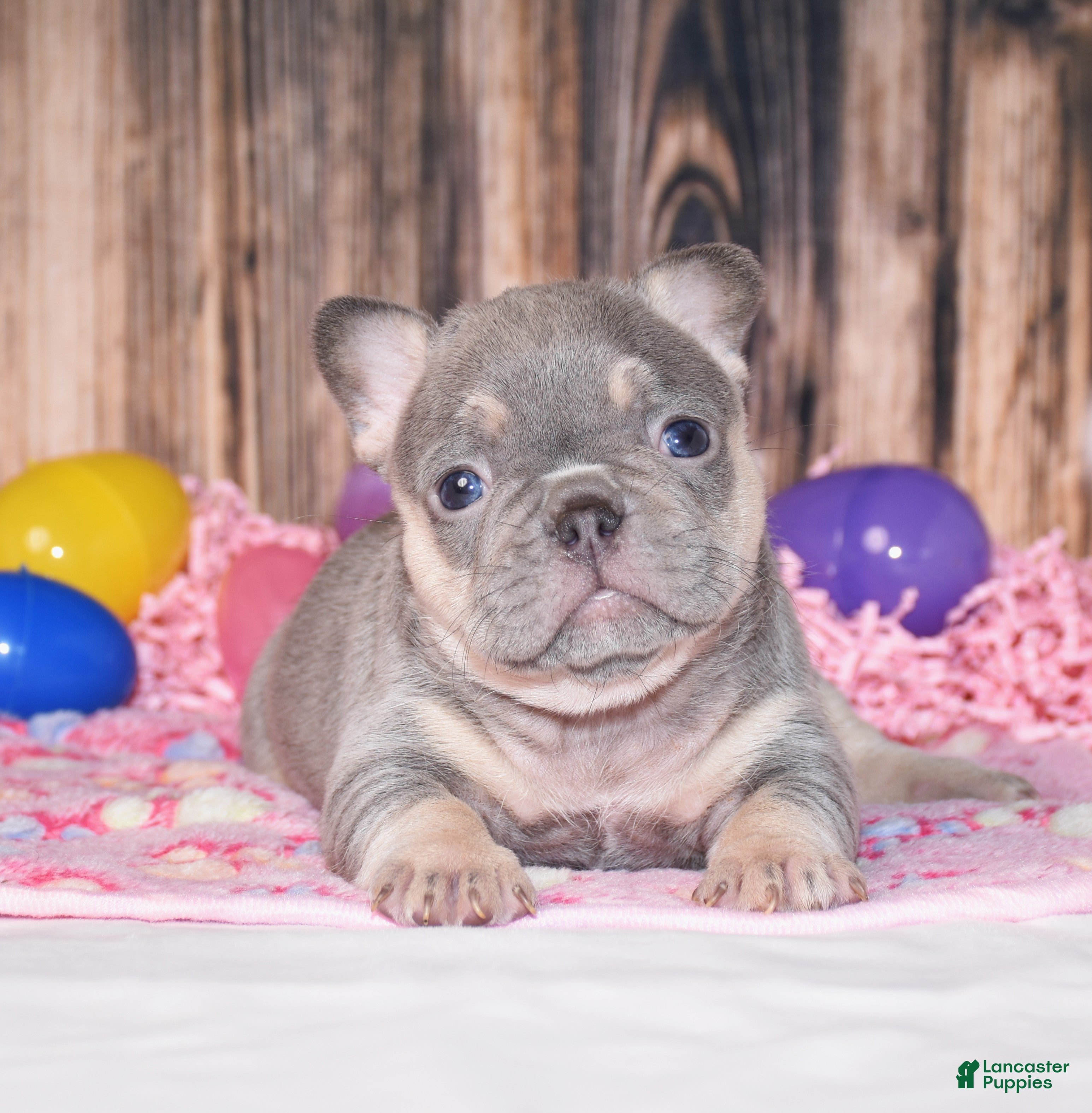 French Bulldog dogs Penelope - Ad 1