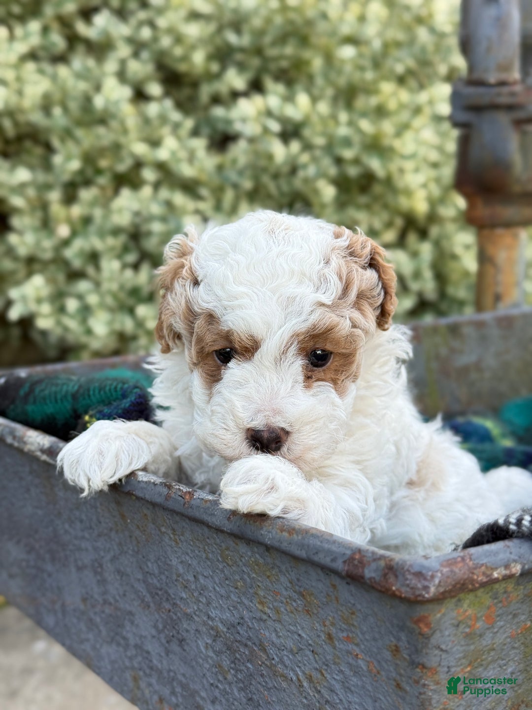 Toy Poodle dogs for sale: Cocoa - Ad 7
