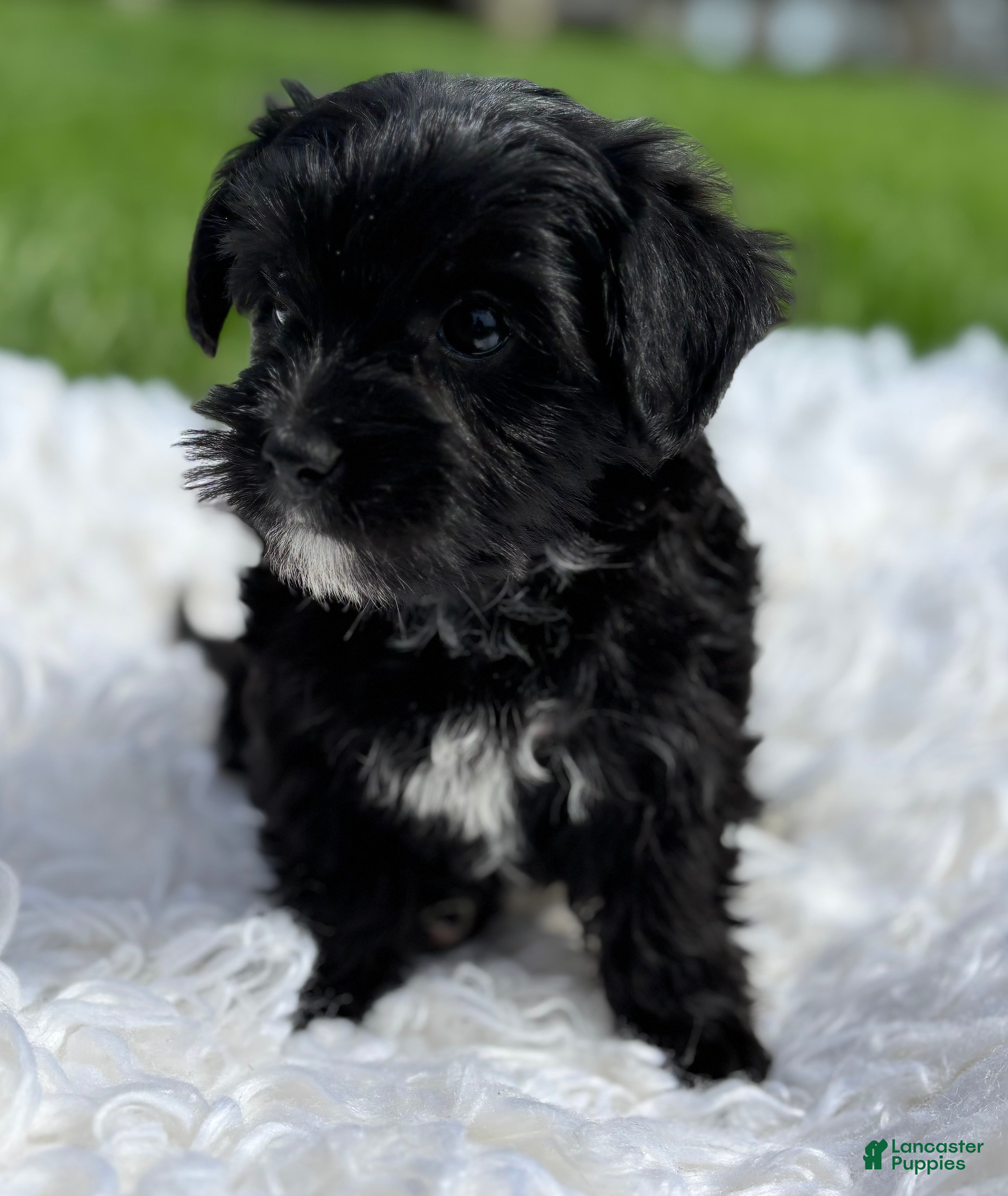 Morkie dogs Daisy - Ad 2