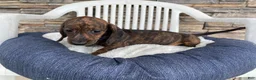 Miniature Dachshund dogs for sale: Miniature Dachshund 3 - Ad 3