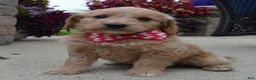 Mini Goldendoodle dogs for sale: Mini Gracie - Ad 12