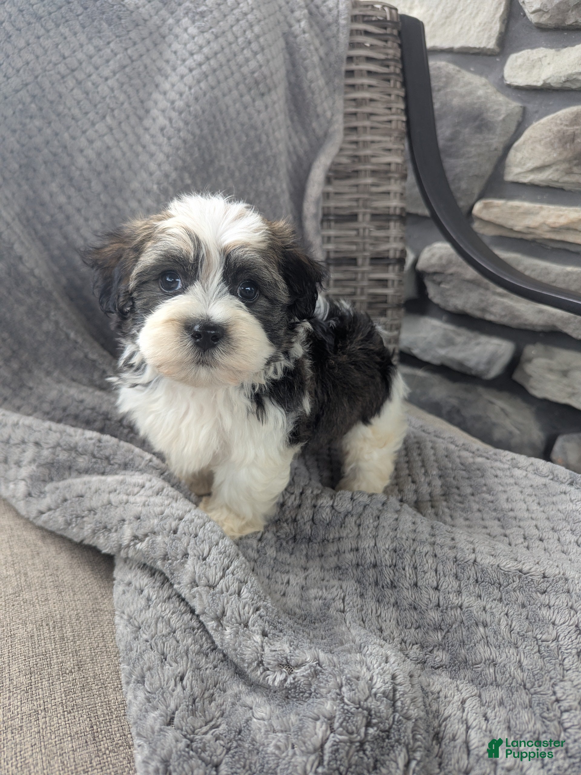 Havanese dogs Otis  - Ad 2