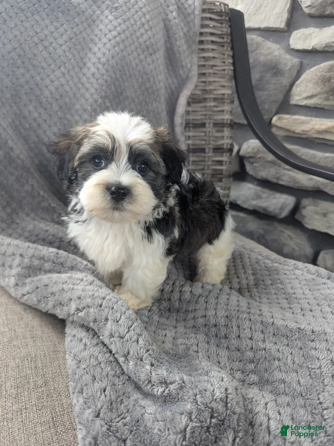 Havanese dogs for sale: Otis  - Ad 2