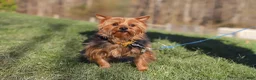 Yorkshire Terrier dogs for sale: Brady - Ad 8