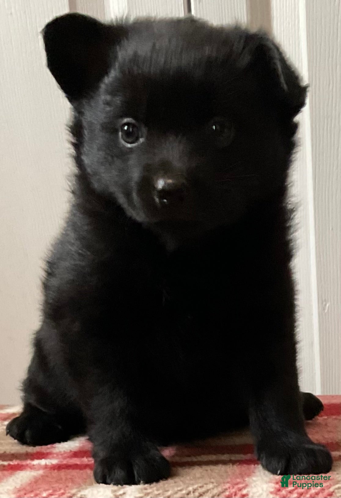 Mixed Breed dogs Rosy - Ad 1