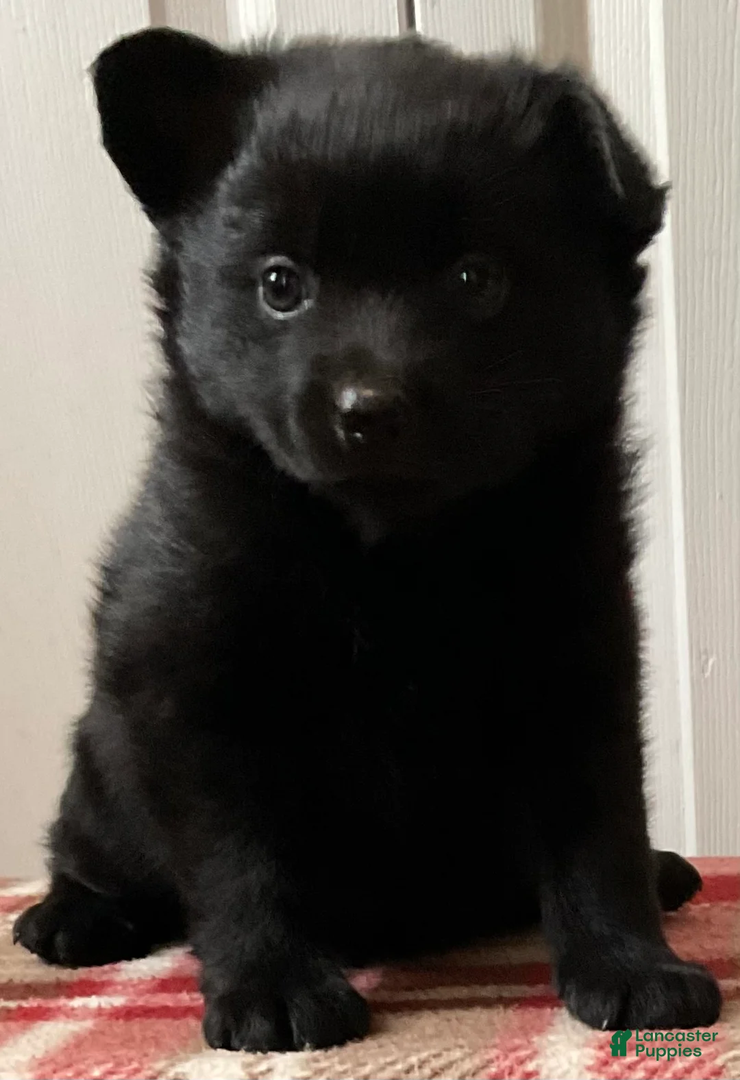 Mixed Breed dogs for sale: Rosy - Ad 1